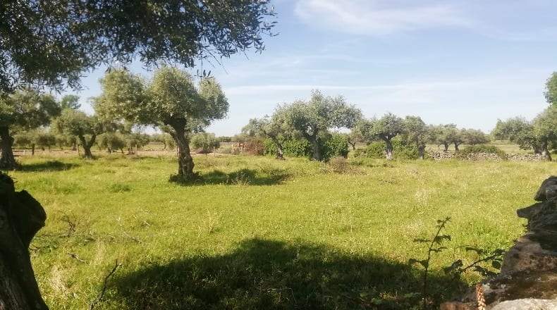 Comunidad de Madrid - Arroyomolinos - 10000m2