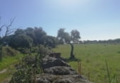 Land with ruins for sale on CC-117, Arroyomolinos, ref: TR111389 photo