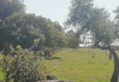 Land with ruins for sale on CC-117, Arroyomolinos, ref: TR111389 photo
