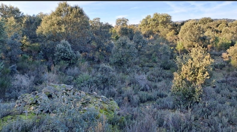 Toledo - Pelahustán - 12182m2