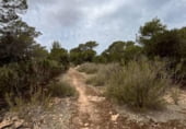 Non-developable land for sale on el Pilar de la Mola, ref: TR111442 photo
