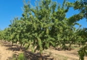 Non-developable land for rent on Carretera a Hellín, Hellín, ref: TR111468 photo