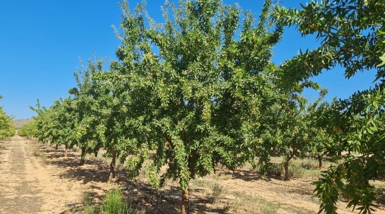 Albacete - Hellín - 183000m2