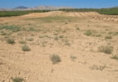 Non-developable land for rent on Carretera a Hellín, Hellín, ref: TR111468 photo