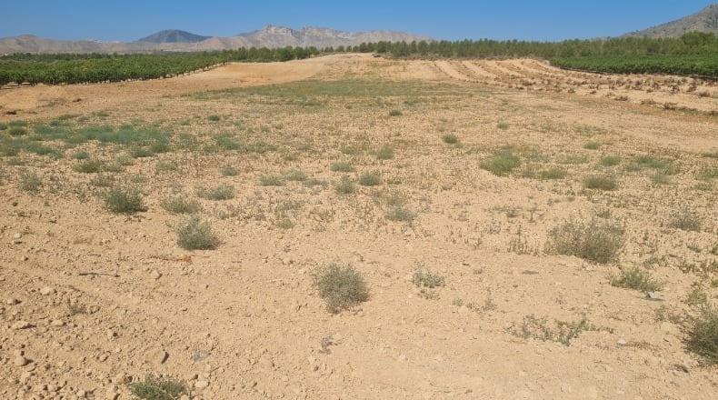 Albacete - Hellín - 183000m2