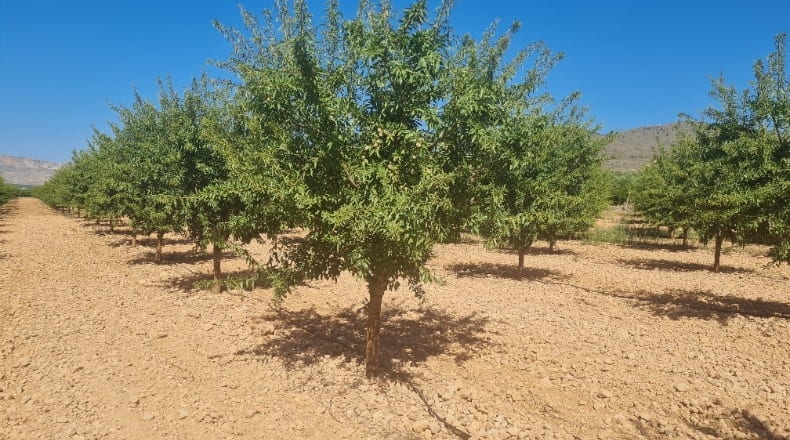 Albacete - Hellín - 183000m2