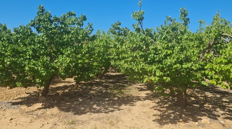 Albacete - Hellín - 183000m2
