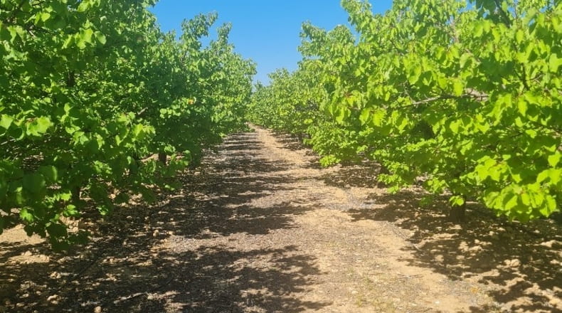 Albacete - Hellín - 183000m2