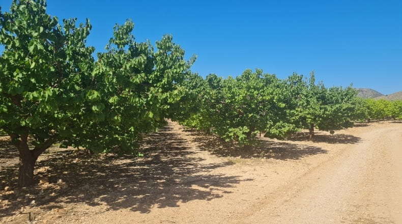 Albacete - Hellín - 183000m2