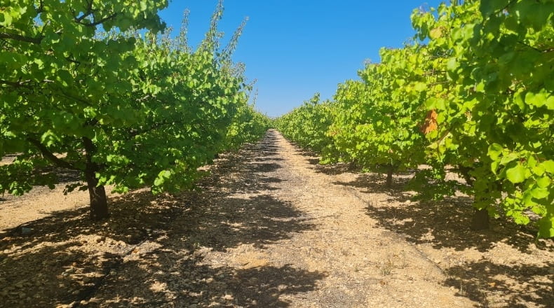 Albacete - Hellín - 183000m2