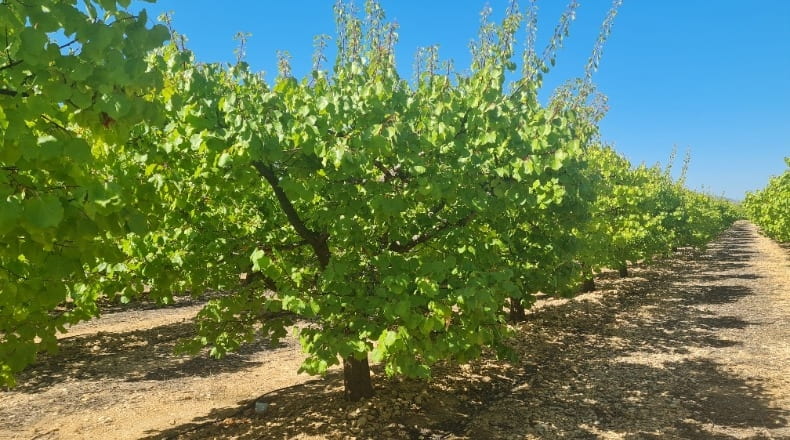 Albacete - Hellín - 183000m2
