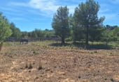 Country house with land for sale on Partida Barbeta, Torrent, ref: TR111501 photo