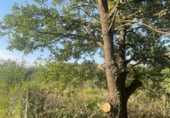 Non-developable land for sale on GI-602, Sant Climent Sescebes, ref: TR111502 photo