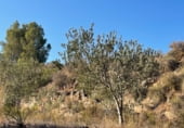 Detached villa with land for sale on Polígono 16. 115, Guadassuar, ref: TR111561 photo