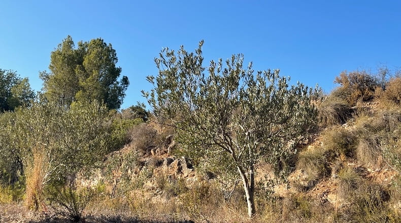 Valencia - Guadassuar - 415m2