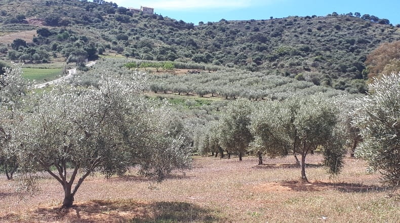 Málaga - Coín - 25000m2