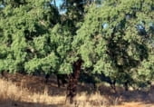 Farm for sale on Valdezufre, ref: TR111587 photo