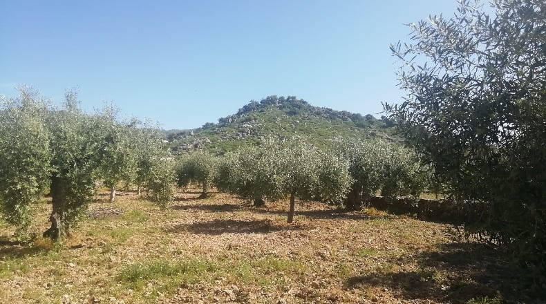Cáceres - Arroyomolinos - 3300m2
