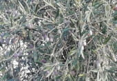 Land suitable for development for sale on Calle San Sebastián, Arroyomolinos, ref: TR111601 photo