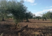 Land suitable for development for sale on Camino de Alcuéscar, Arroyomolinos, ref: TR111599 photo