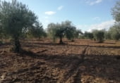 Land suitable for development for sale on Camino de Alcuéscar, Arroyomolinos, ref: TR111599 photo