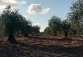 Land suitable for development for sale on Camino de Alcuéscar, Arroyomolinos, ref: TR111599 photo
