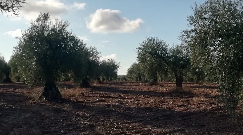 Cáceres - Arroyomolinos - 13000m2