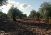 Land suitable for development for sale on Camino de Alcuéscar, Arroyomolinos, ref: TR111599 photo