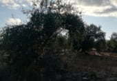 Land suitable for development for sale on Camino de Alcuéscar, Arroyomolinos, ref: TR111599 photo