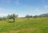 Land suitable for development for sale on Camino de las Tapias, Arroyomolinos, ref: TR111598 photo