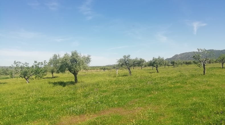 Cáceres - Arroyomolinos - 22000m2