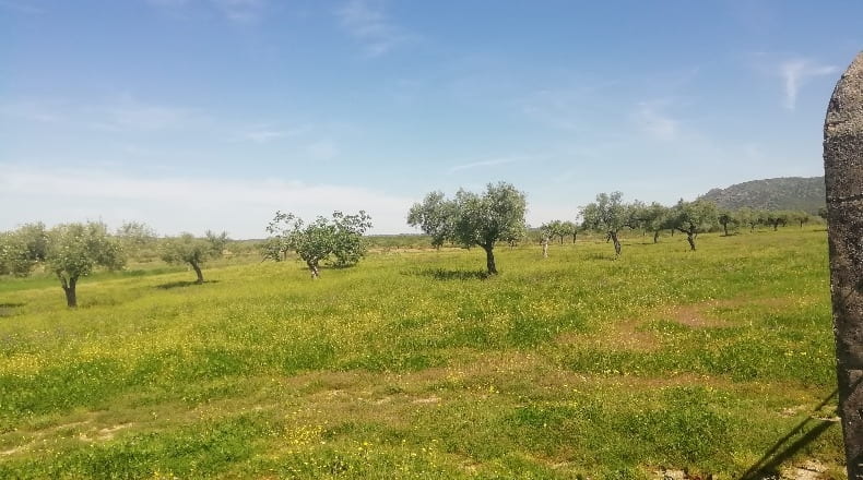 Cáceres - Arroyomolinos - 22000m2