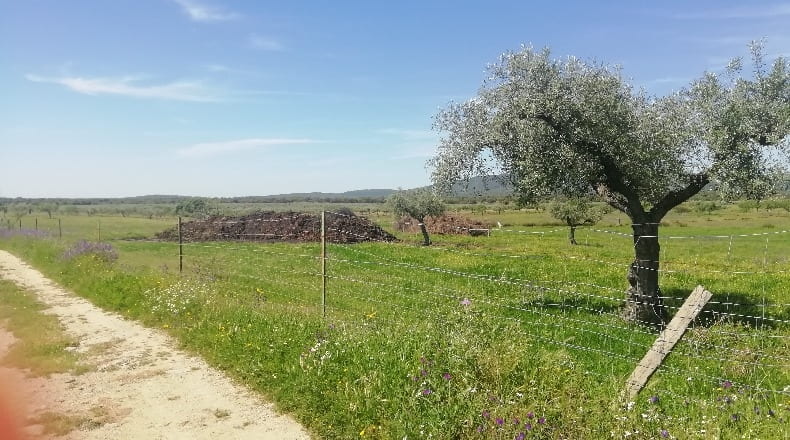 Cáceres - Arroyomolinos - 22000m2