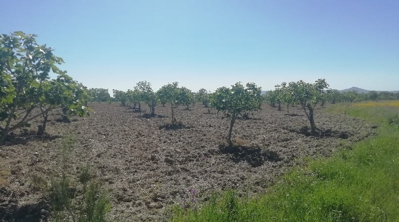 Cáceres - Arroyomolinos - 6000m2