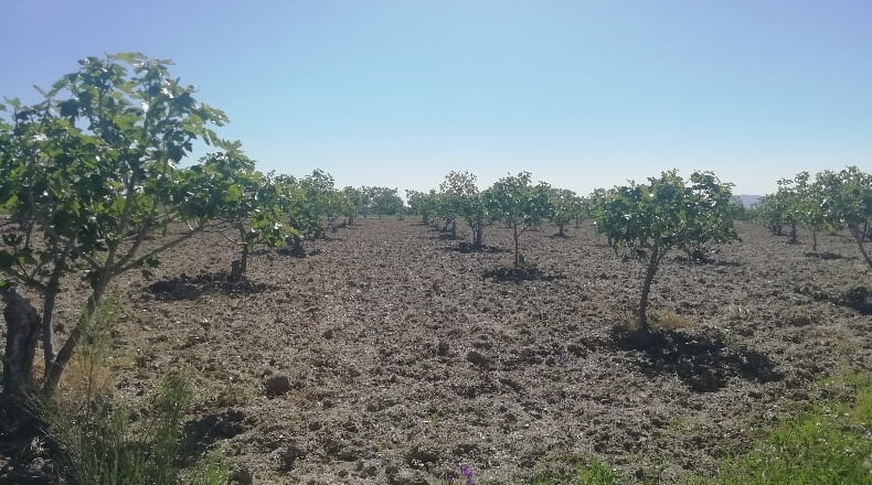Cáceres - Arroyomolinos - 6000m2