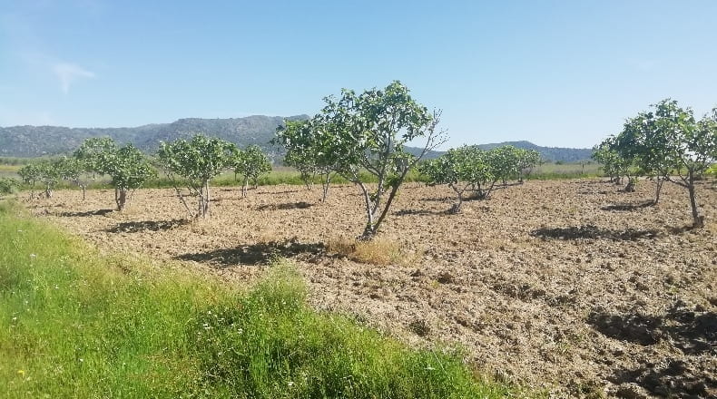 Cáceres - Arroyomolinos - 6000m2