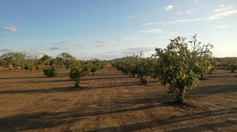 Cáceres - Arroyomolinos - 6000m2