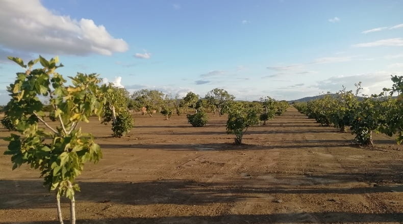 Cáceres - Arroyomolinos - 6000m2
