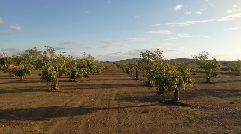 Cáceres - Arroyomolinos - 6000m2