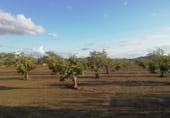 Non-developable land for sale on Camino de la Jarilla, Arroyomolinos, ref: TR111597 photo
