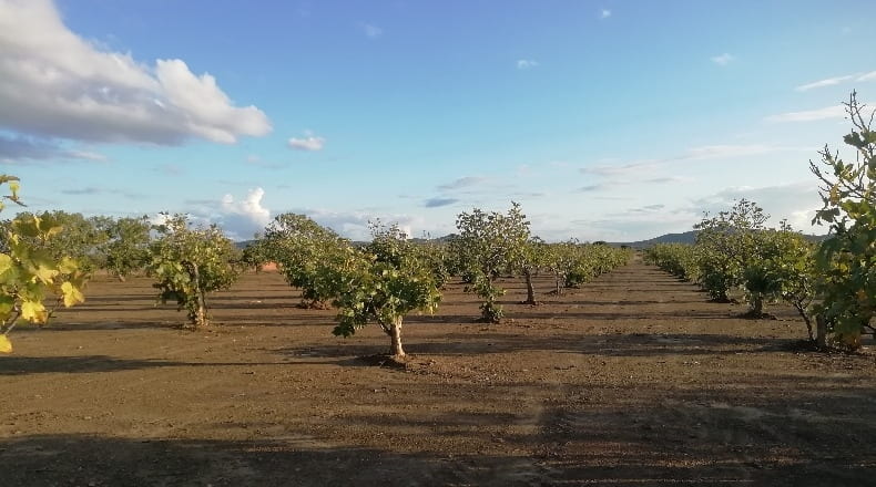 Cáceres - Arroyomolinos - 6000m2