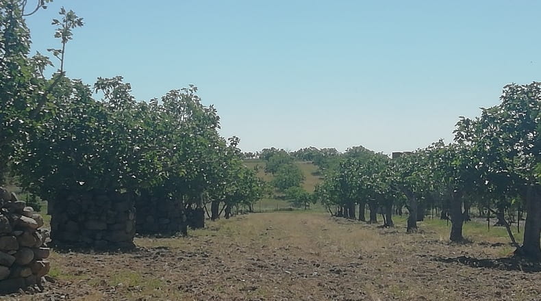 Cáceres - Arroyomolinos - 10000m2