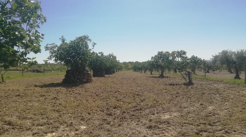 Cáceres - Arroyomolinos - 10000m2