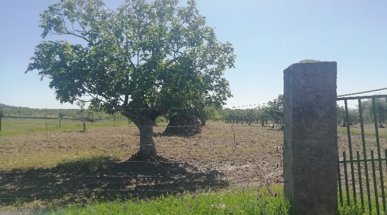 Cáceres - Arroyomolinos - 10000m2