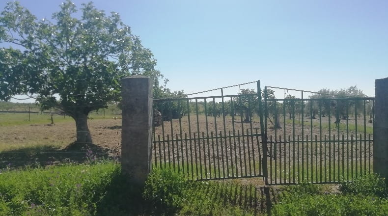 Cáceres - Arroyomolinos - 10000m2