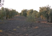 Земля на продажу у города Arahal Фото