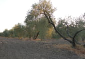 Земля на продажу у города Arahal Фото
