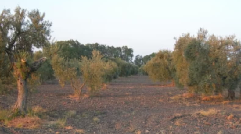 Sevilla - Arahal - 13208m2