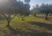 Finca rústica en venda a la Carrer de Romèlia, Tivenys, ref.: TR111687 foto
