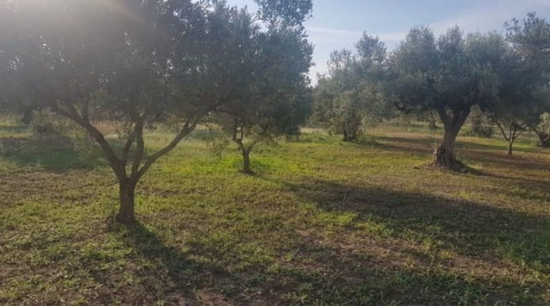Tarragona - Tivenys - 25700m2